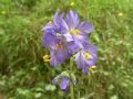 Polemonium caeruleum